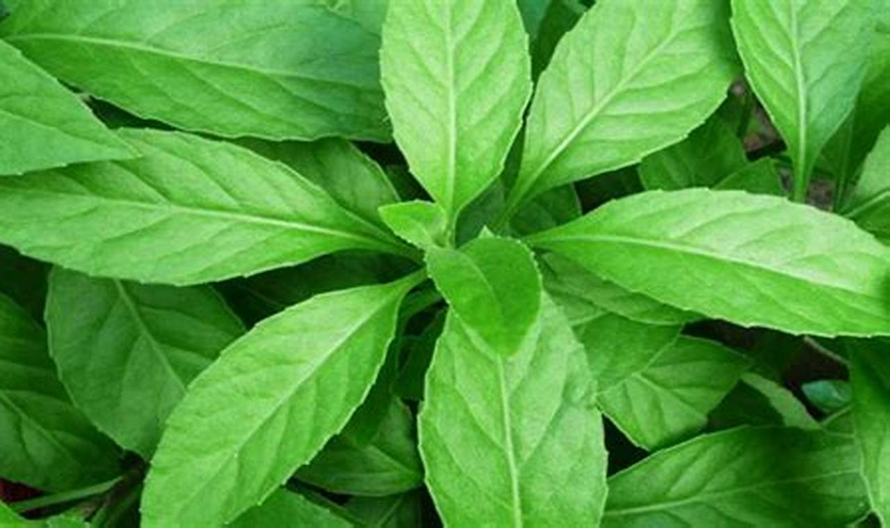 Temukan 7 Manfaat Daun Sembung yang Jarang Diketahui